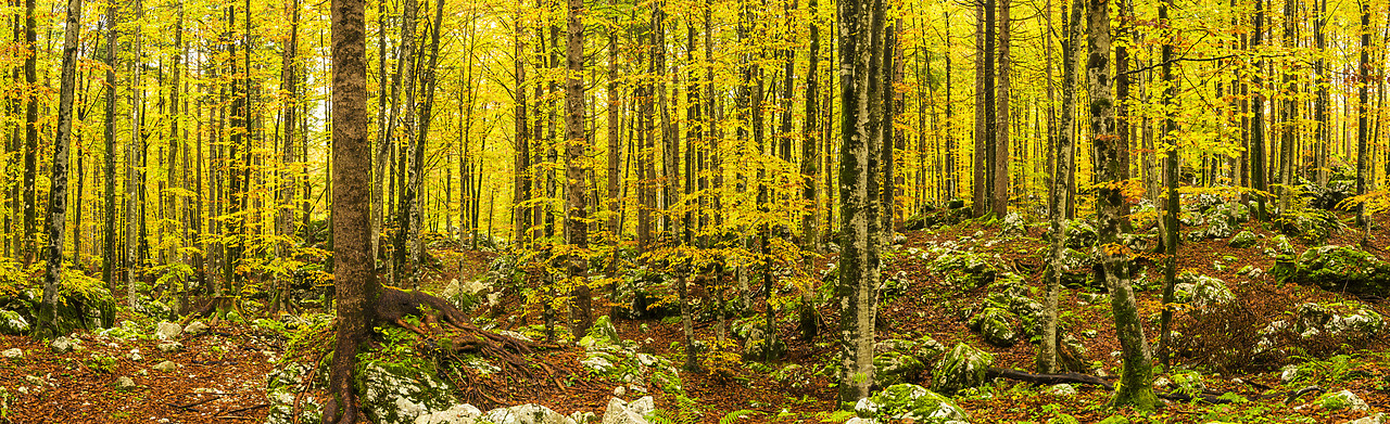 #160488-1 - Forest in Autumn, Slovenia