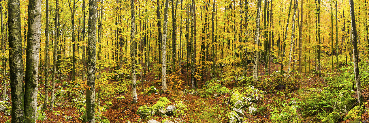#160489-1 - Forest in Autumn, Slovenia
