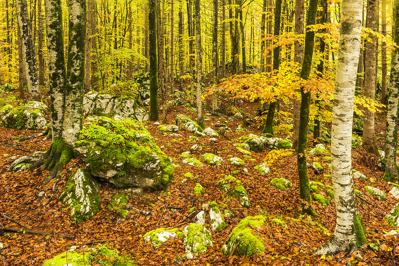 #160490-1 - Forest in Autumn, Slovenia