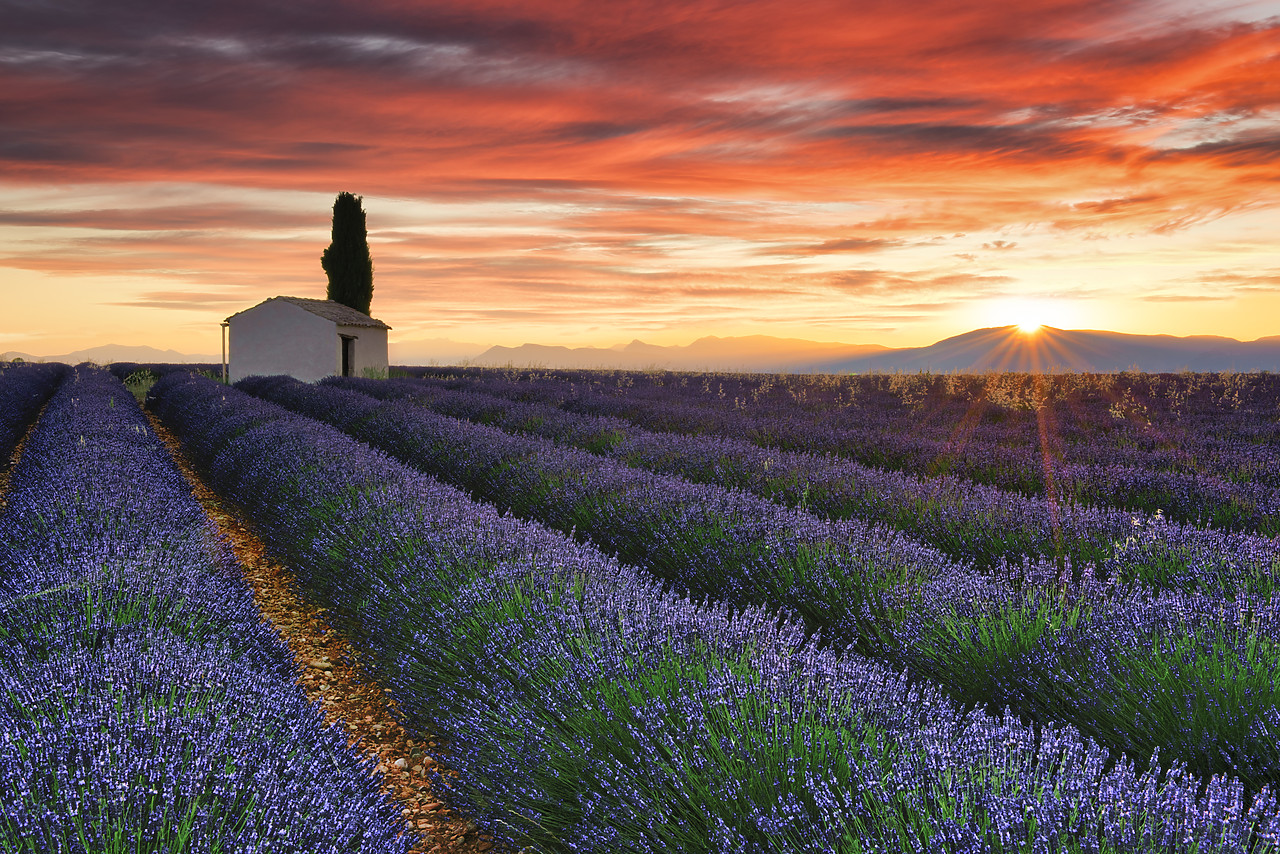 #160520-1 - Stone Barn & Field of Lavender at Sunrise, Provence, France