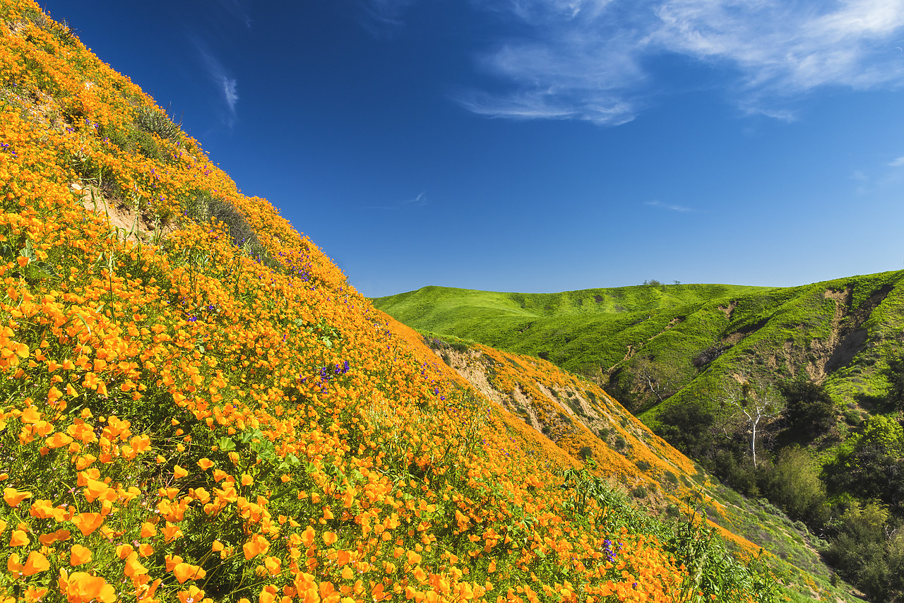 #170116-1 - California Poppies Blooming in Chino Hills State Park, Los Angeles, California, USA