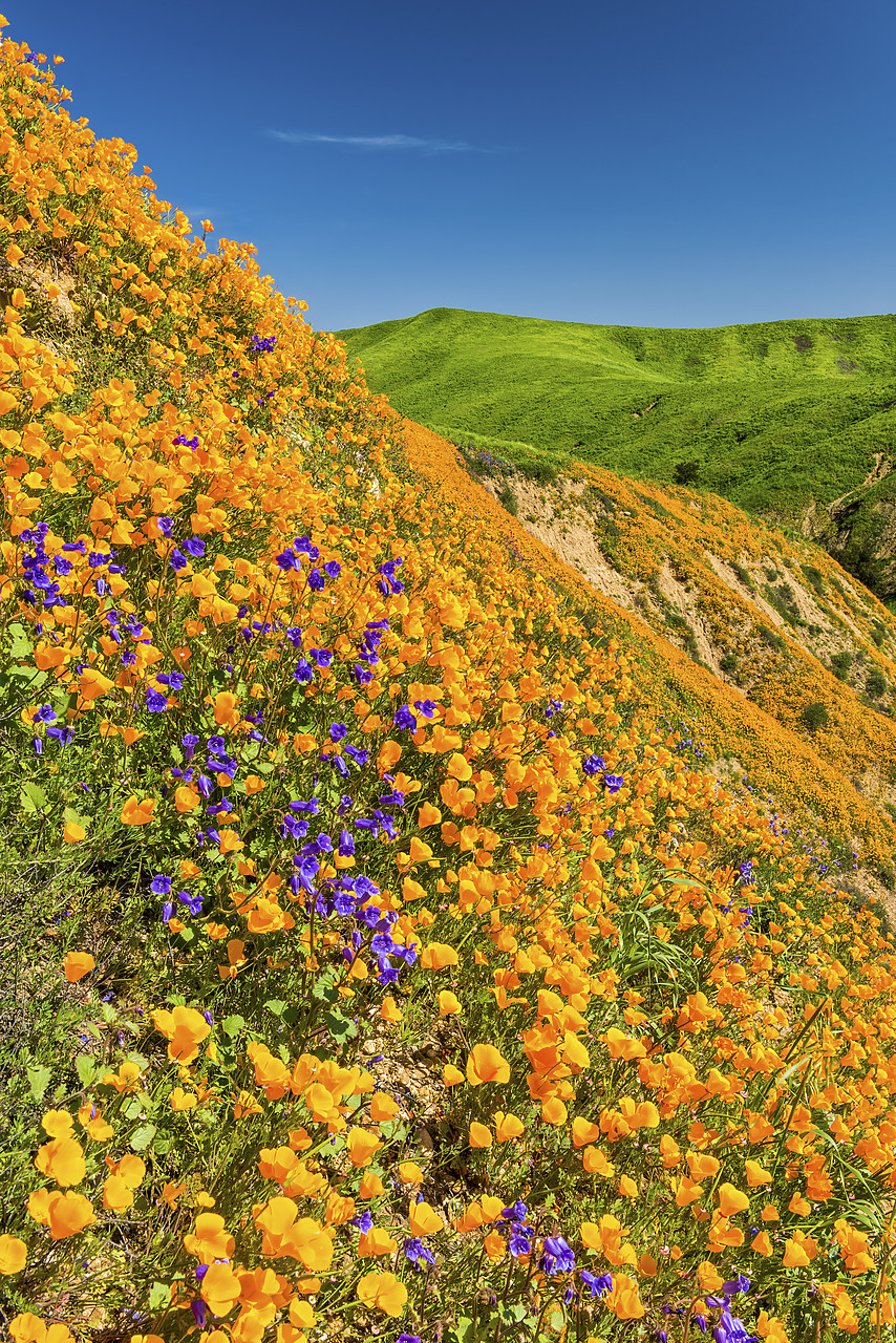 #170117-1 - California Poppies Blooming in Chino Hills State Park, Los Angeles, California, USA