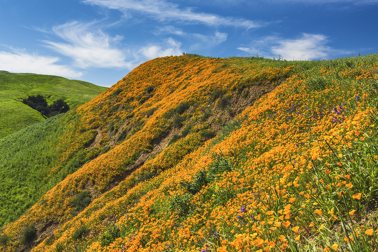 #170124-1 - California Poppies Blooming in Chino Hills State Park, Los Angeles, California, USA