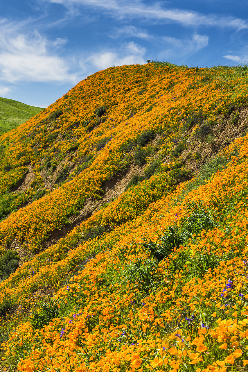 #170124-2 - California Poppies Blooming in Chino Hills State Park, Los Angeles, California, USA