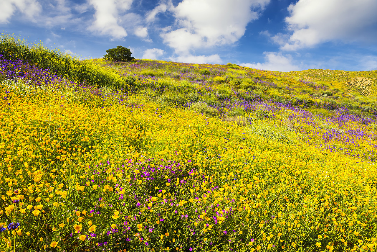 #170125-1 - Blooming Carpets of Wildflowers in Walker Canyon, Lake Elsinore, California, USA