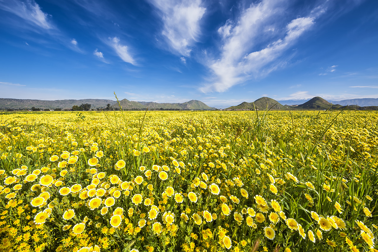 #170127-1 - Field of Tidytips Wildflowers, Hemet, California, USA