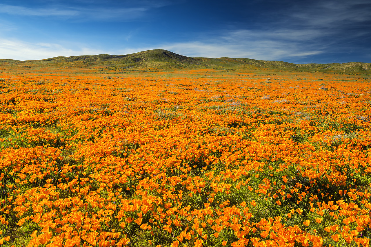 #170129-1 - California Poppies, Antelope Valley, California, USA