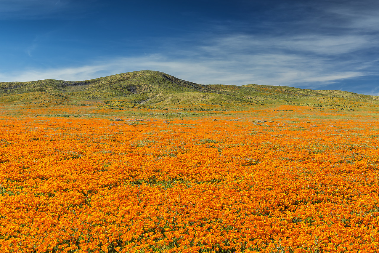 #170130-1 - California Poppies, Antelope Valley, California, USA