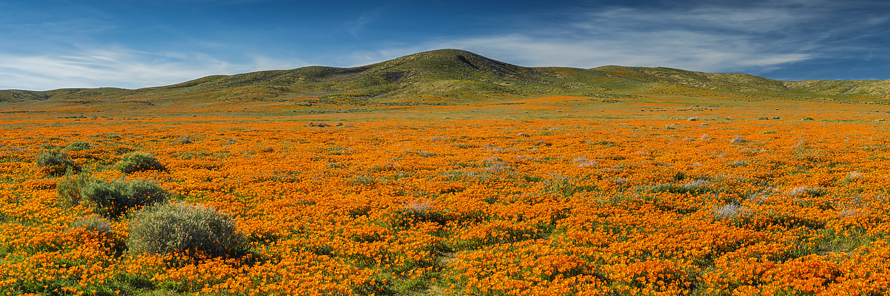 #170131-1 - California Poppies, Antelope Valley, California, USA