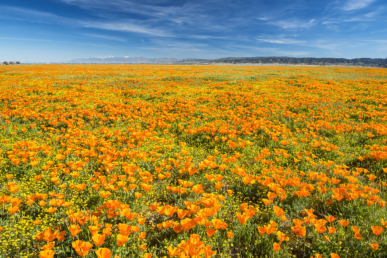 #170132-1 - California Poppies, Antelope Valley, California, USA