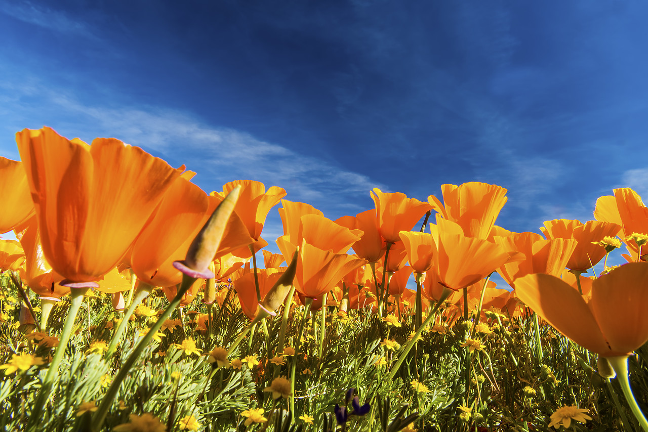 #170134-1 - Bug's Eye View of California Poppies, Antelope Valley, California, USA