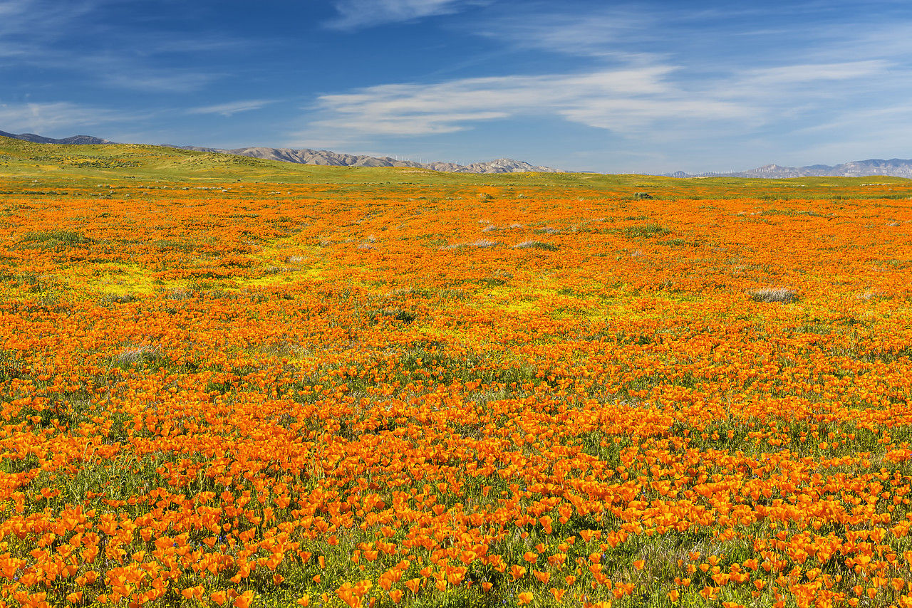#170136-1 - California Poppies, Antelope Valley, California, USA