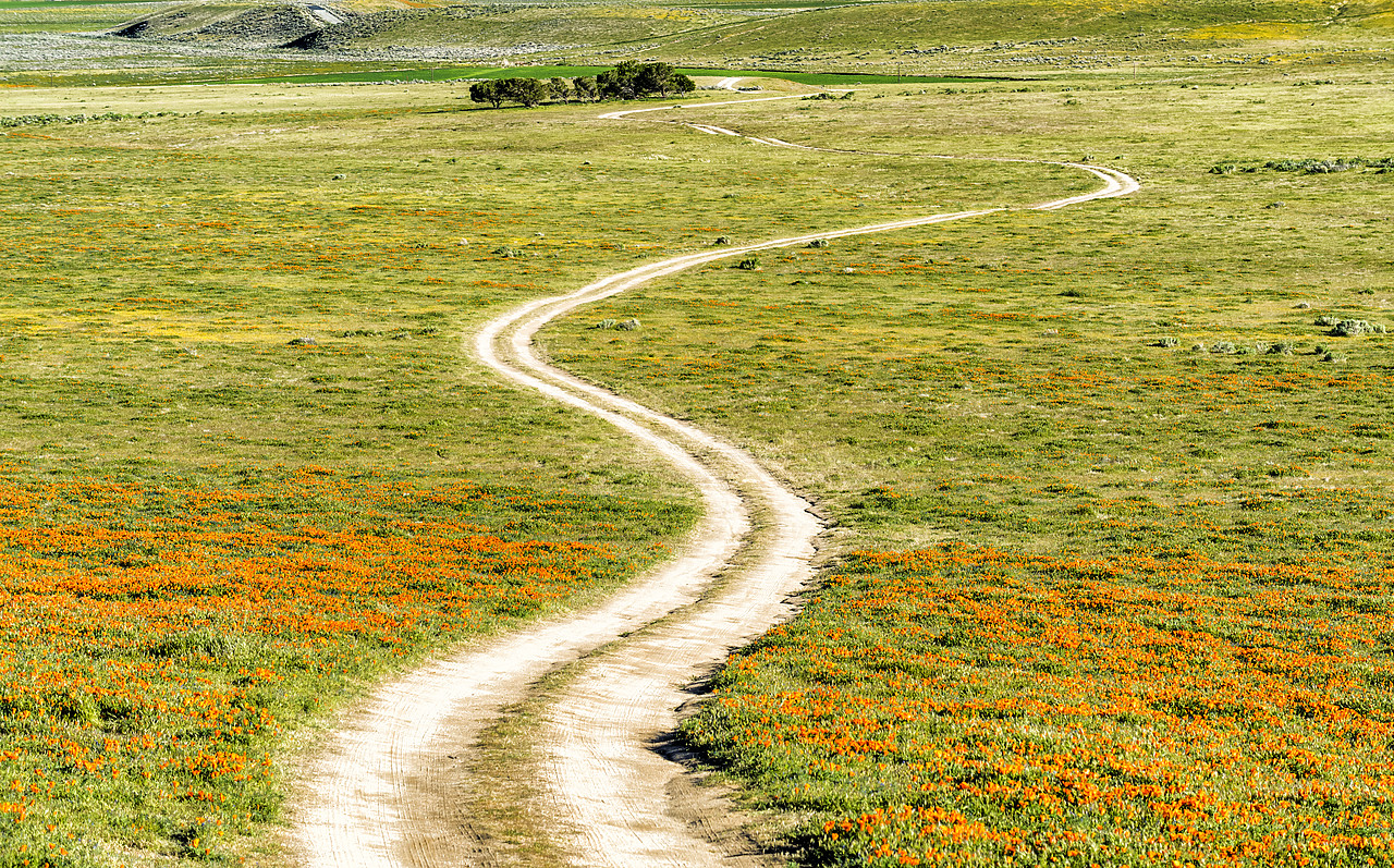 #170137-1 - Road through California Poppies, Antelope Valley, California, USA