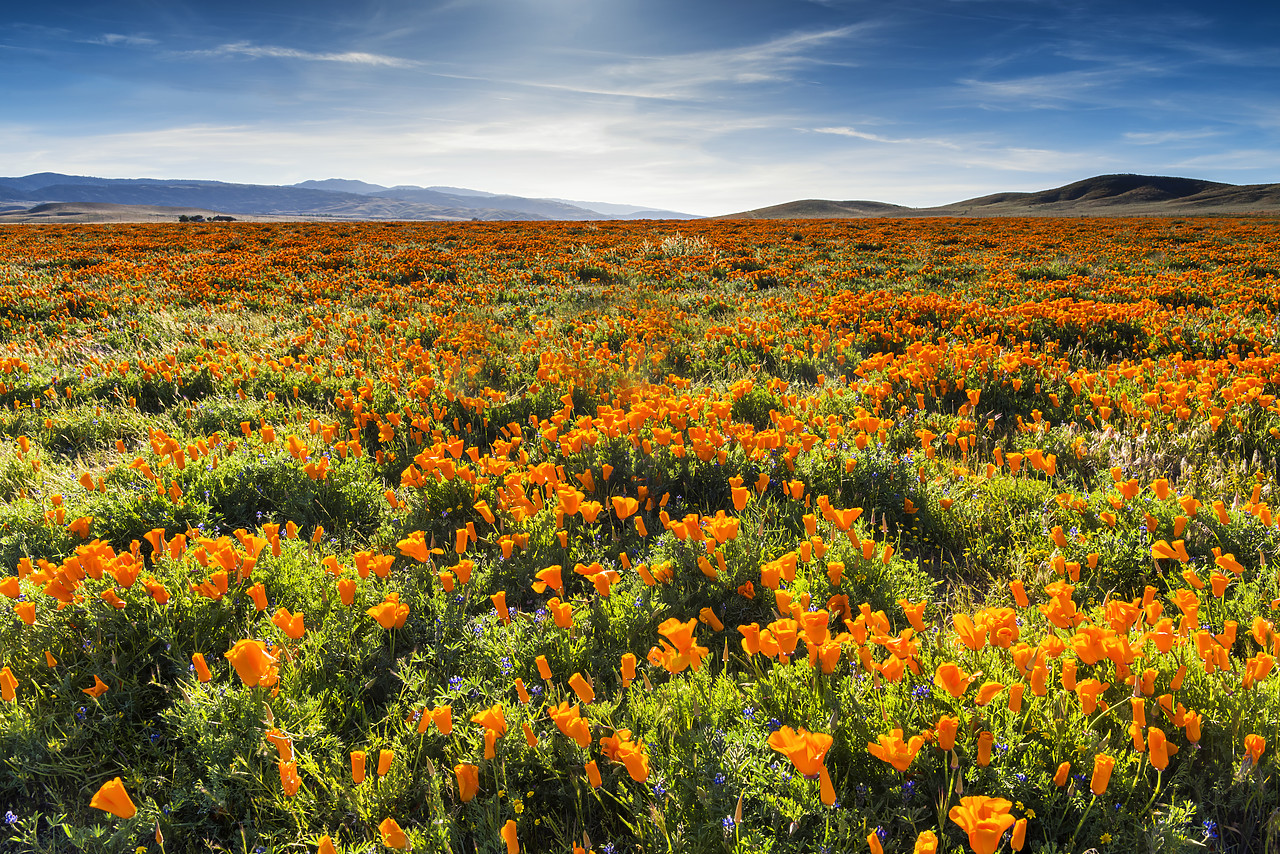 #170138-1 - California Poppies, Antelope Valley, California, USA