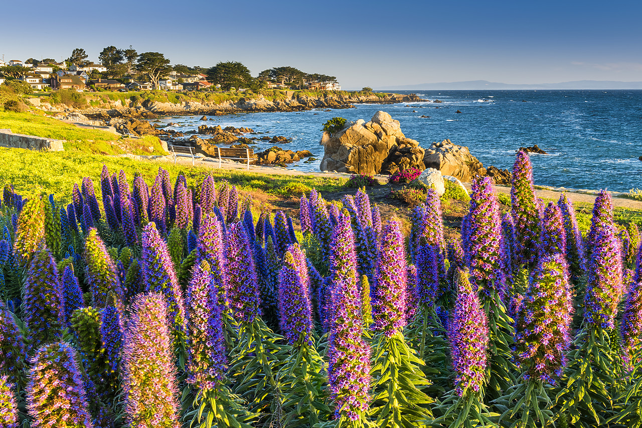 #170139-1 - Pride of Madeira Flowers Along Coast, Pacific Grove, California, USA