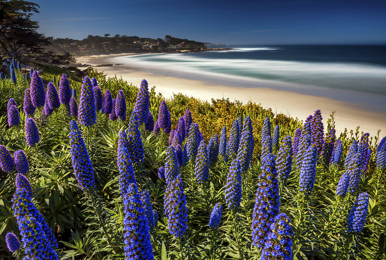 #170140-1 - Pride of Madeira Flowers Along Coast, Carmel, California, USA