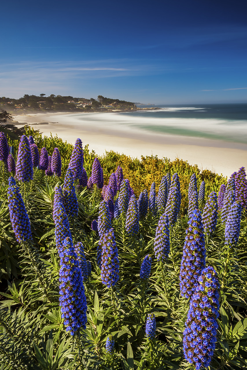 #170140-2 - Pride of Madeira Flowers Along Coast, Carmel, California, USA