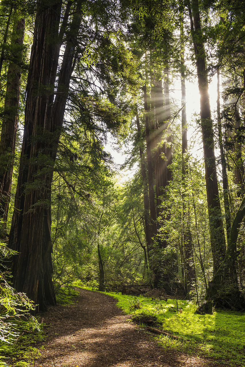 #170148-1 - Sun Bursting Through Giant Redwood Trees, Muir Woods National Monument, California, USA