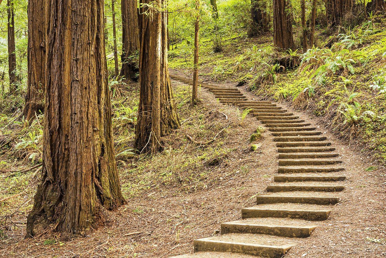 #170149-1 - Path Up Through Redwoods, Muir Woods National Monument, California, USA