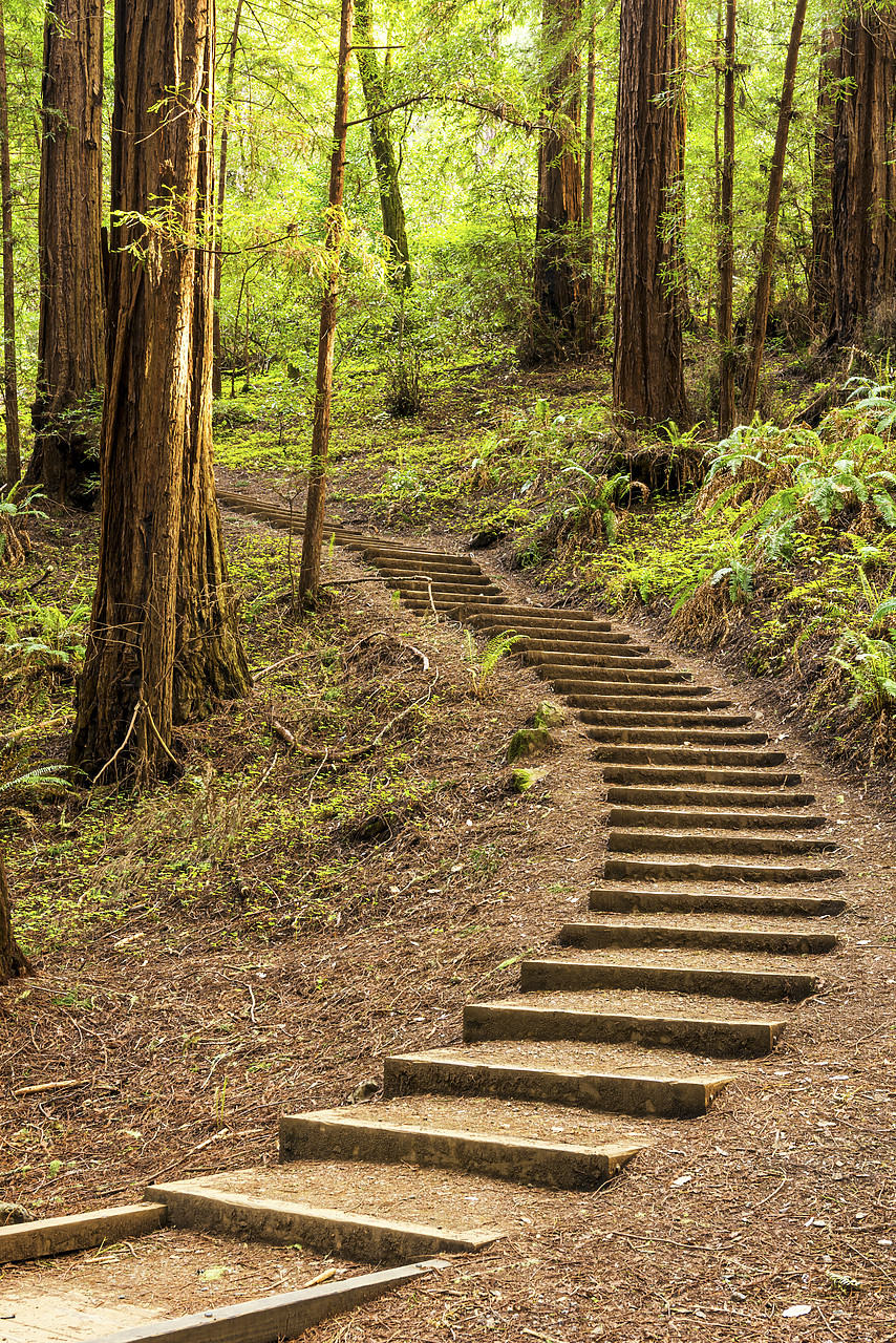 #170149-2 - Steps Up Through Redwoods, Muir Woods National Monument, California, USA