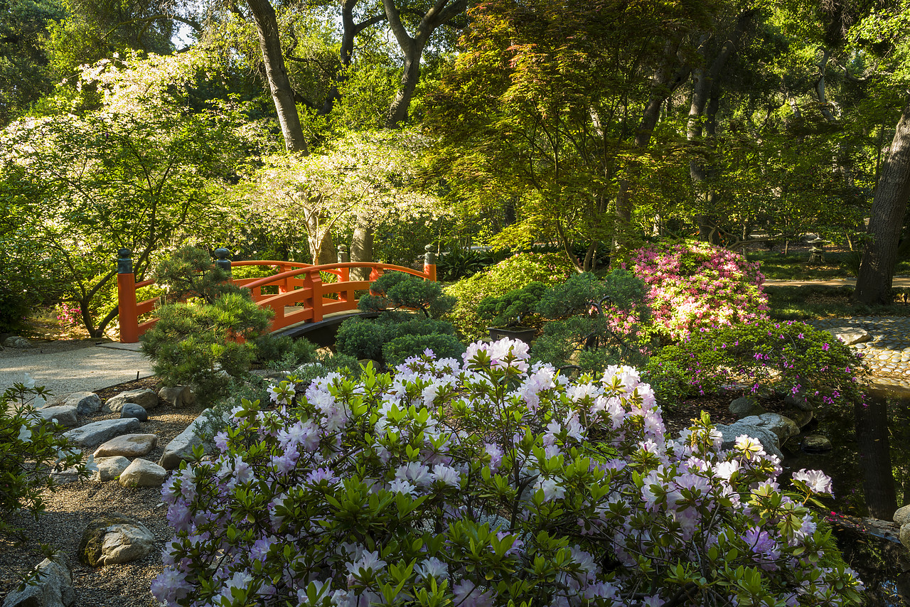 #170154-1 - Japanese Garden in Descanso Gardens, La Canada Flintridge, California, USA