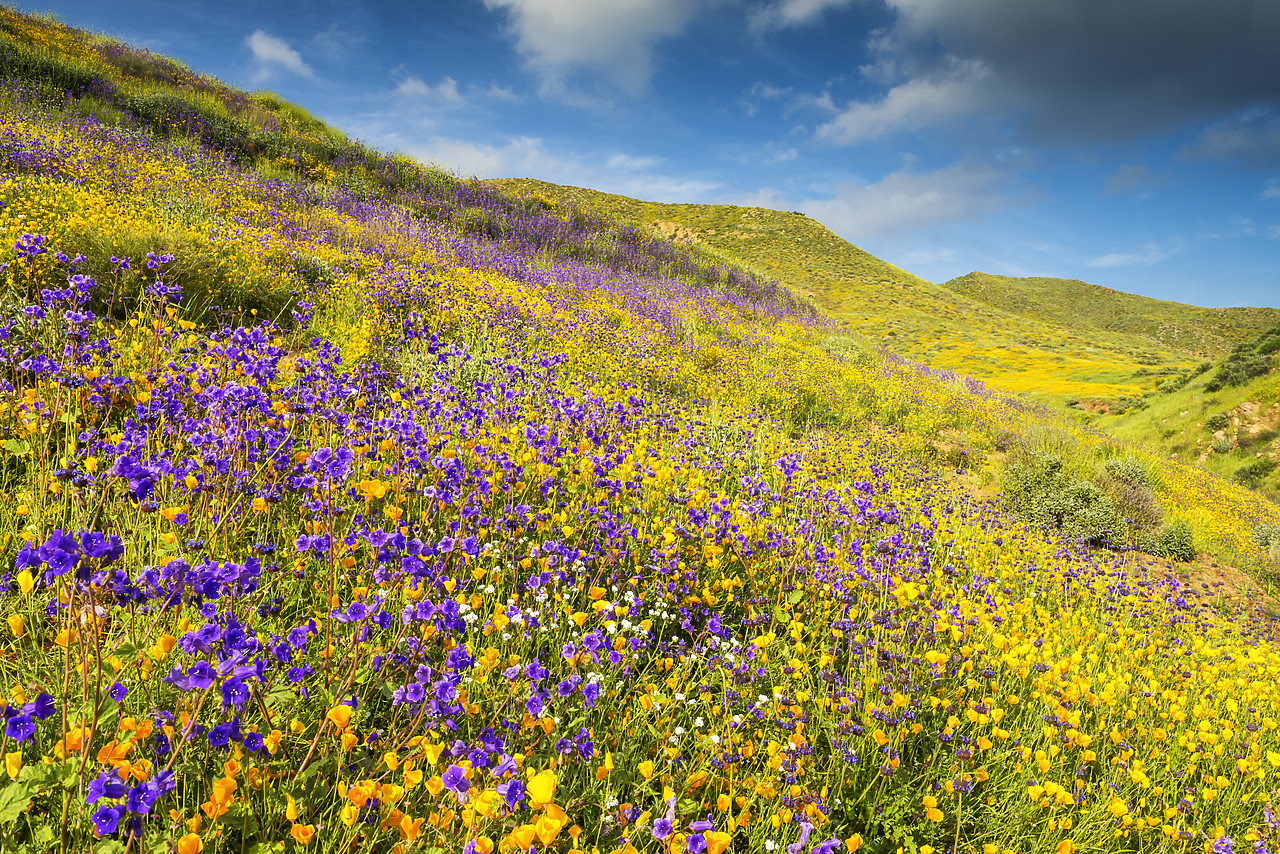 #170165-1 - Blooming Carpets of Wildflowers in Walker Canyon, Lake Elsinore, California, USA