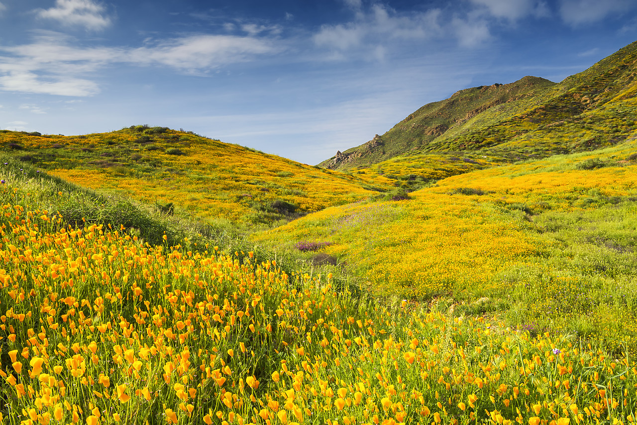 #170166-1 - Blooming Carpets of Wildflowers in Walker Canyon, Lake Elsinore, California, USA