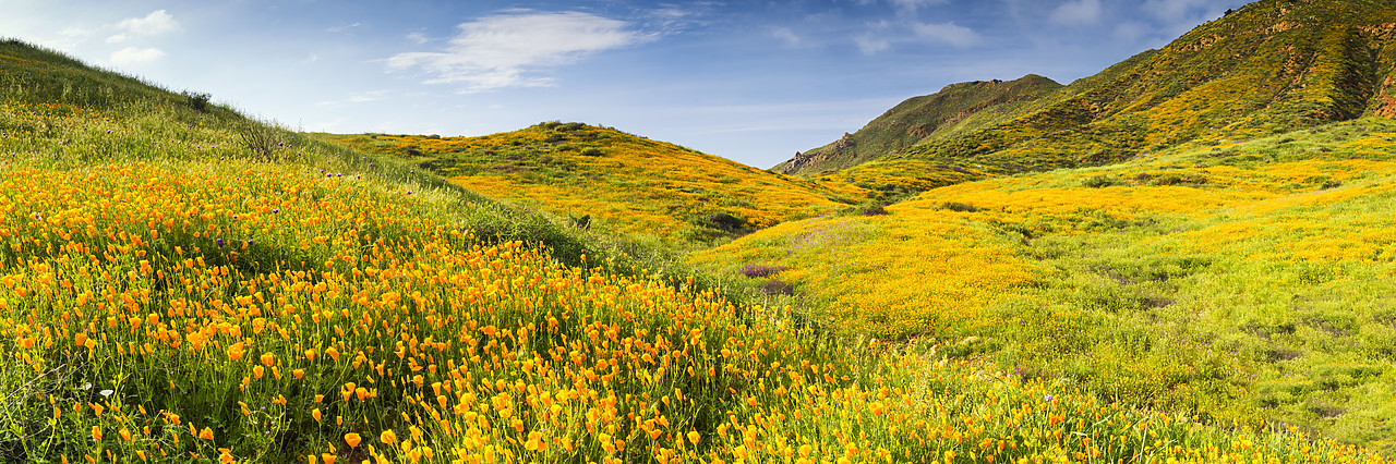 #170168-1 - Blooming Carpets of Wildflowers in Walker Canyon, Lake Elsinore, California, USA
