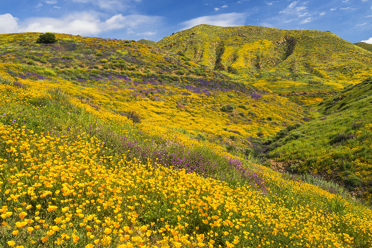 #170169-1 - Blooming Carpets of Wildflowers in Walker Canyon, Lake Elsinore, California, USA