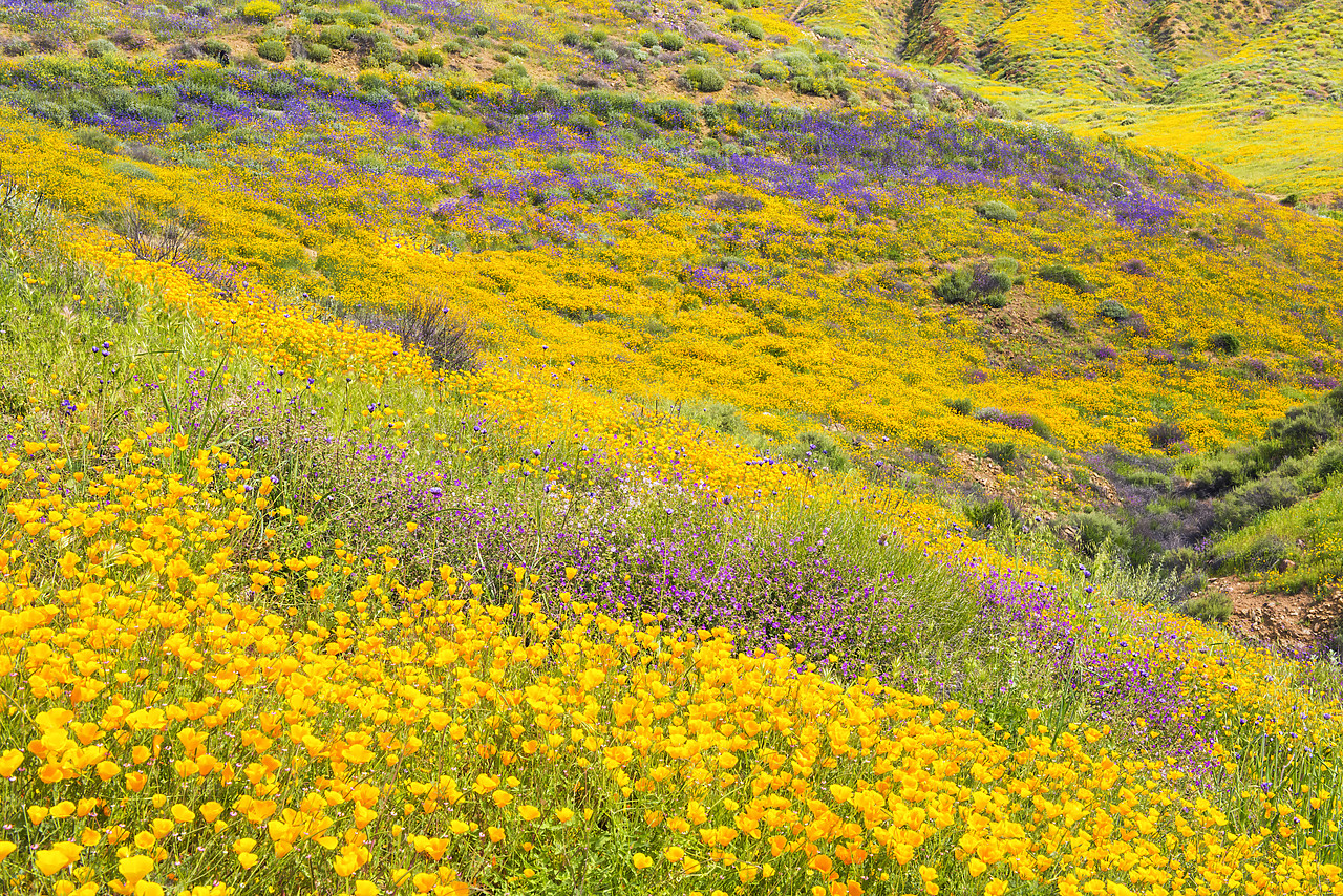#170170-1 - Blooming Carpets of Wildflowers in Walker Canyon, Lake Elsinore, California, USA