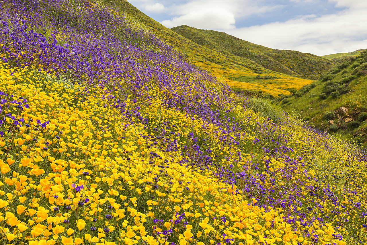 #170173-1 - Blooming Carpets of Wildflowers in Walker Canyon, Lake Elsinore, California, USA