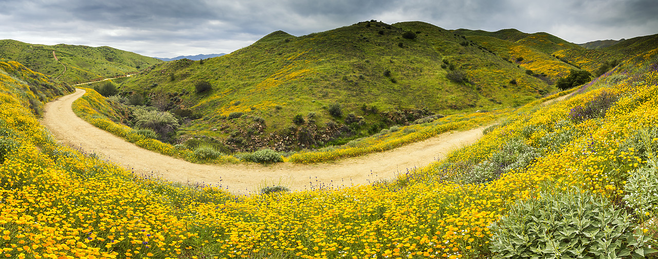 #170174-1 - Footpath Through Blooming Carpets of Wildflowers in Walker Canyon, Lake Elsinore, California, USA