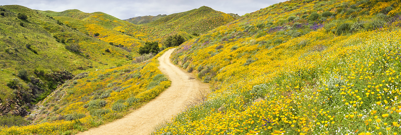 #170175-1 - Footpath Through Blooming Carpets of Wildflowers in Walker Canyon, Lake Elsinore, California, USA