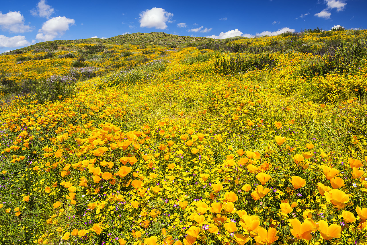 #170177-1 - Blooming Carpets of Wildflowers, Diamond Valley Lake, Hemet, California, USA