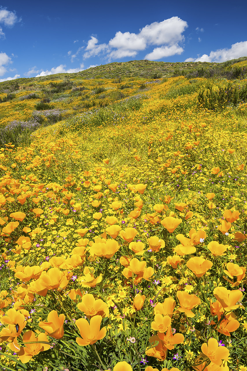 #170177-2 - Blooming Carpets of Wildflowers, Diamond Valley Lake, Hemet, California, USA