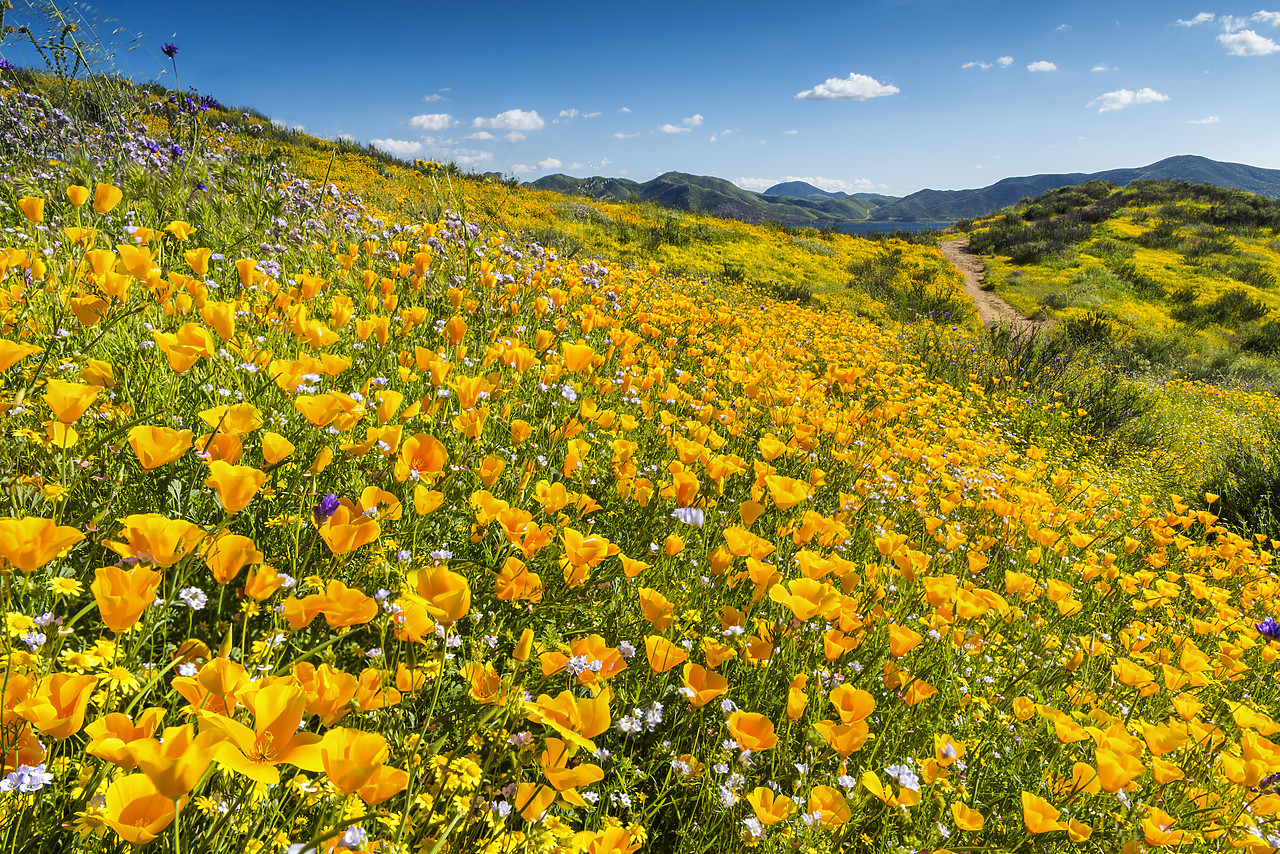 #170178-1 - Blooming Carpets of Wildflowers, Diamond Valley Lake, Hemet, California, USA