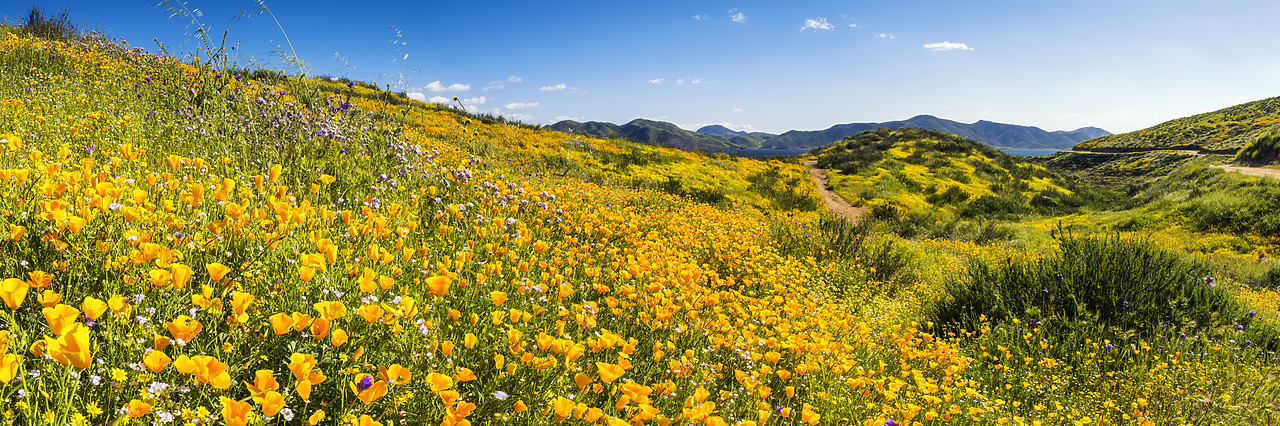 #170178-2 - Blooming Carpets of Wildflowers, Diamond Valley Lake, Hemet, California, USA