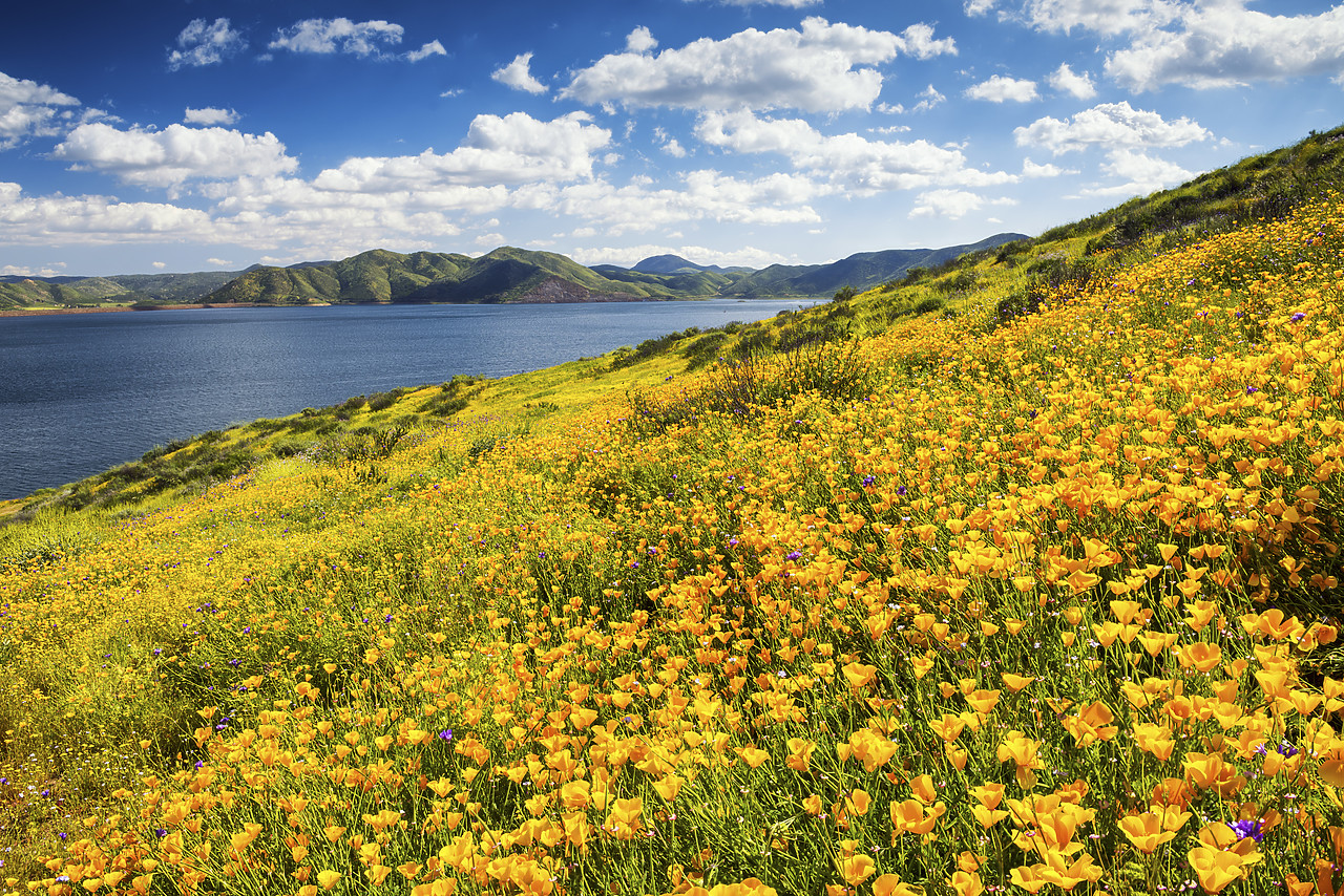 #170179-1 - Blooming Carpets of Wildflowers, Diamond Valley Lake, Hemet, California, USA