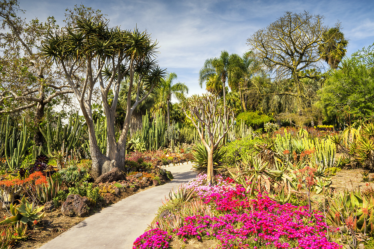 #170185-1 - Path Through Desert Garden, Huntington Botanical Gardens, San Marino, California, USA