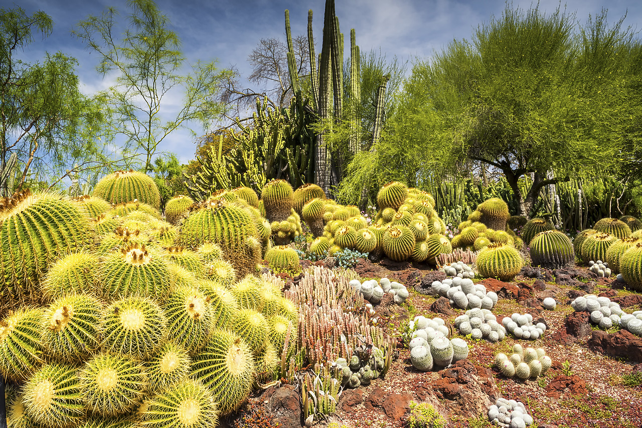 #170186-1 - Desert Garden, Huntington Botanical Gardens, San Marino, California, USA