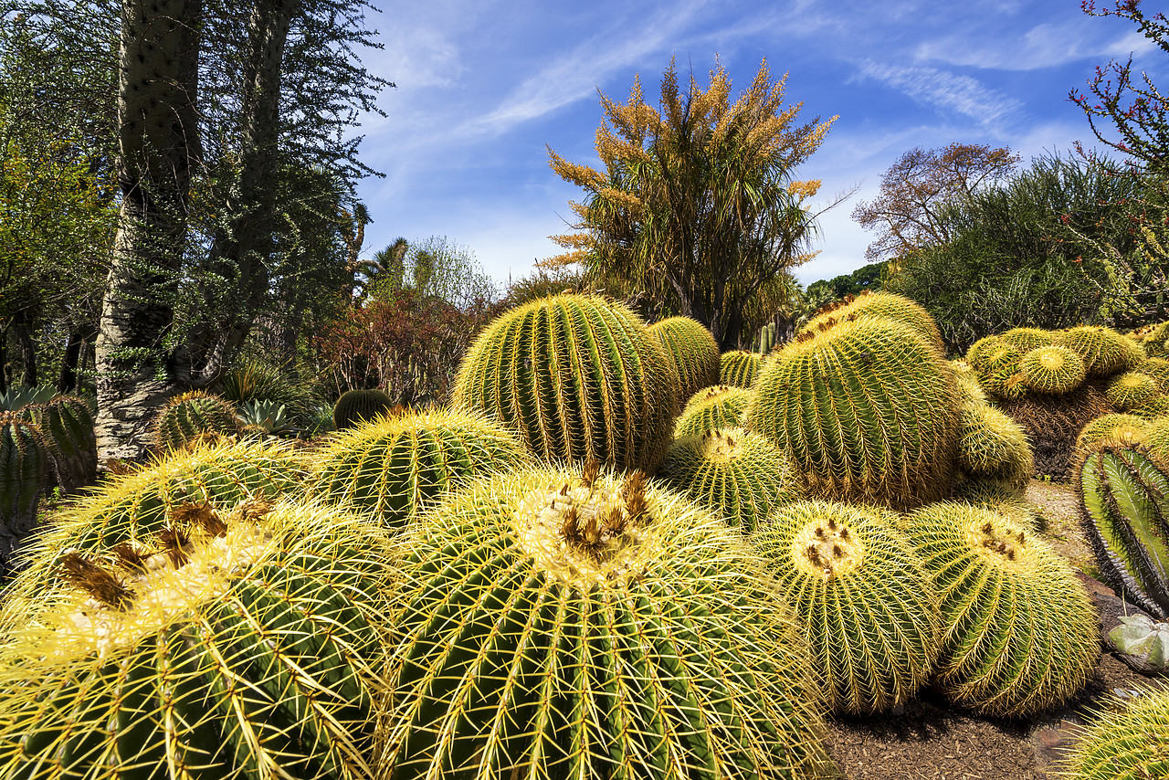 #170187-1 - Golden Barrel Cacti in Desert Garden, Huntington Botanical Gardens, San Marino, California, USA