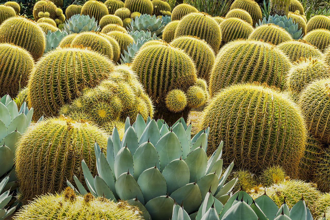#170189-1 - Golden Barrel Cacti & Agave, Huntington Botanical Gardens, San Marino, California, USA