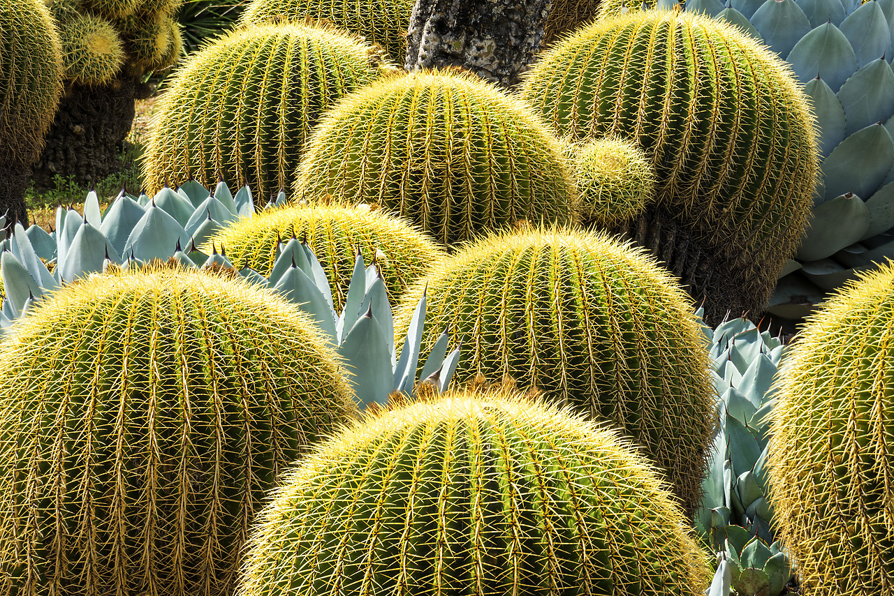#170190-1 - Golden Barrel Cacti & Agave, Huntington Botanical Gardens, San Marino, California, USA