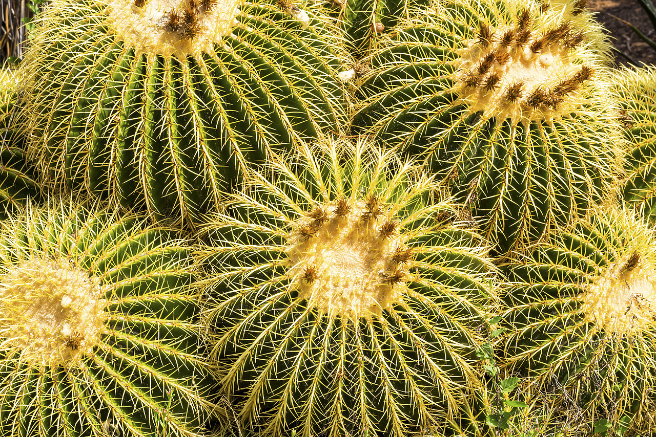 #170191-1 - Golden Barrel Cacti, Huntington Botanical Gardens, San Marino, California, USA