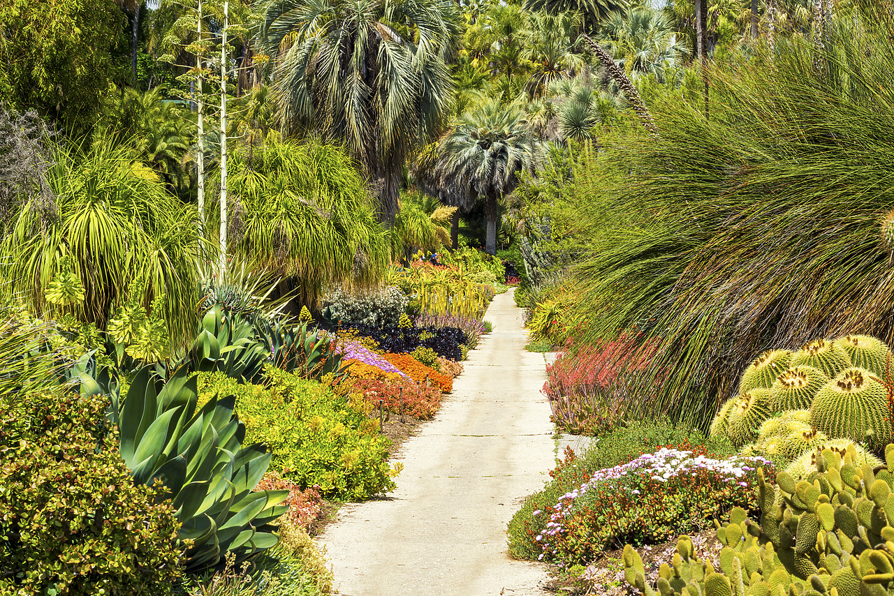 #170192-1 - Path Through Desert Garden, Huntington Botanical Gardens, San Marino, California, USA