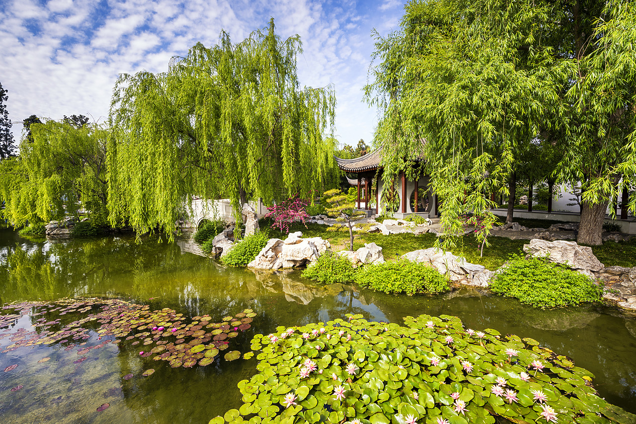 #170193-1 - Chinese Garden Pond, Huntington Botanical Gardens, San Marino, California, USA