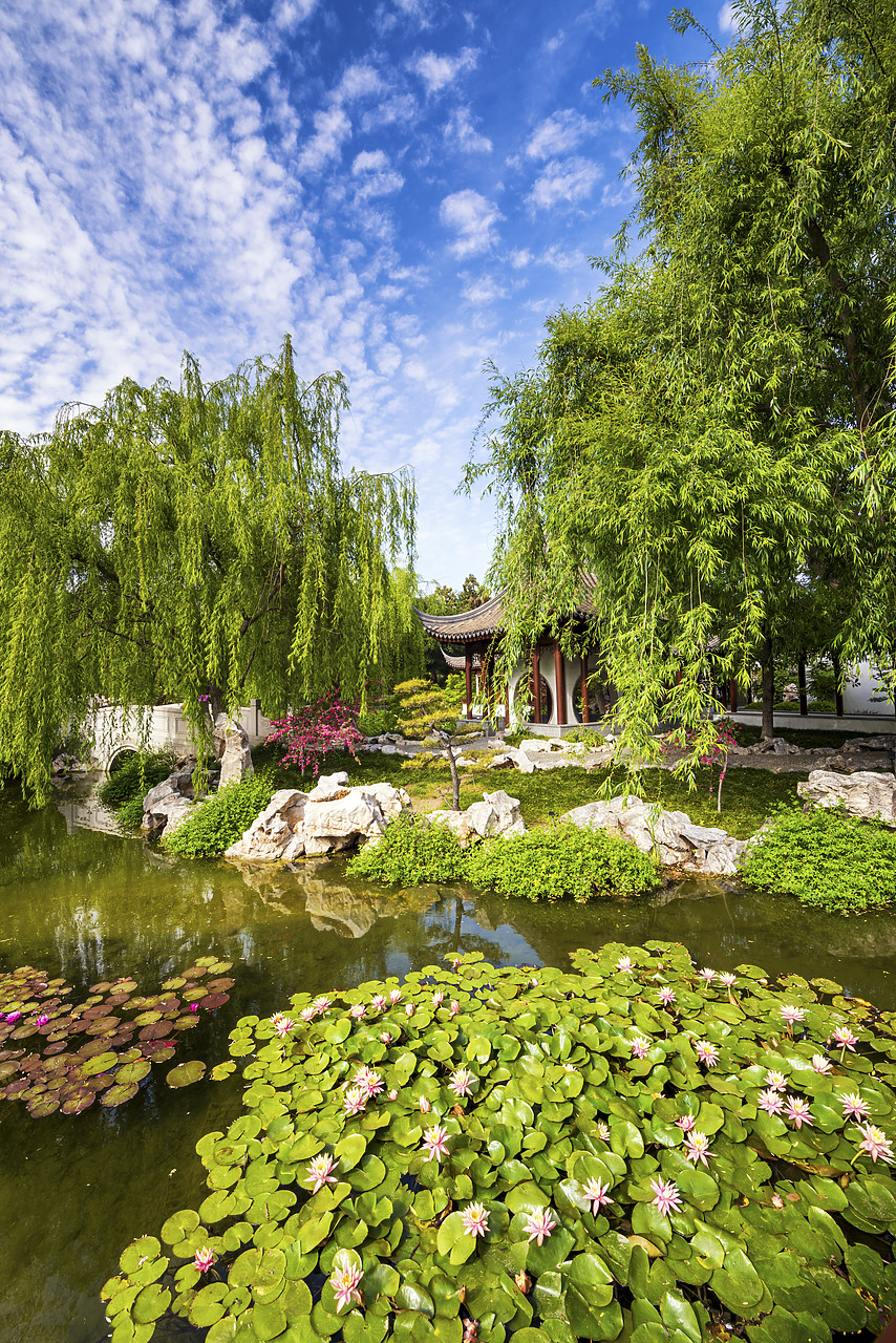 #170193-2 - Chinese Garden Pond, Huntington Botanical Gardens, San Marino, California, USA