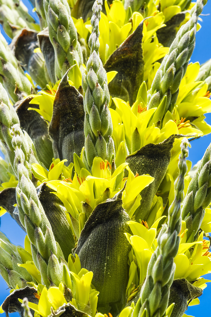 #170194-1 - Puya chilensis in Bloom,Huntington Botanical Gardens, San Marino, California, USA