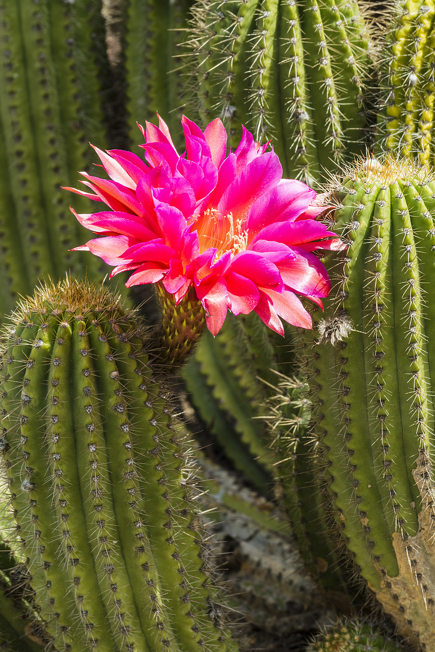 #170195-1 - Hedgehog Cactus in Bloom, Huntington Botanical Gardens, San Marino, California, USA