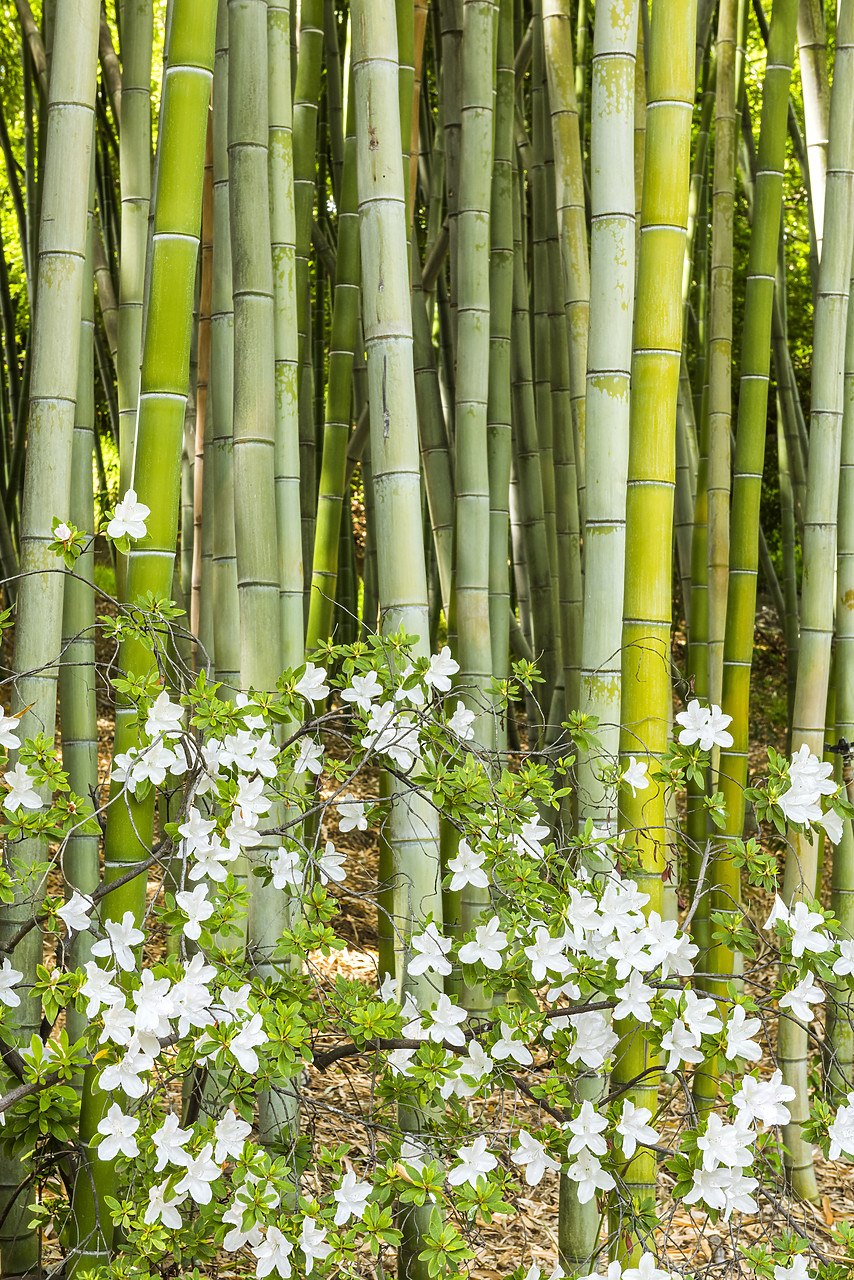 #170196-1 - Bamboo & Azalea, Huntington Botanical Gardens, San Marino, California, USA